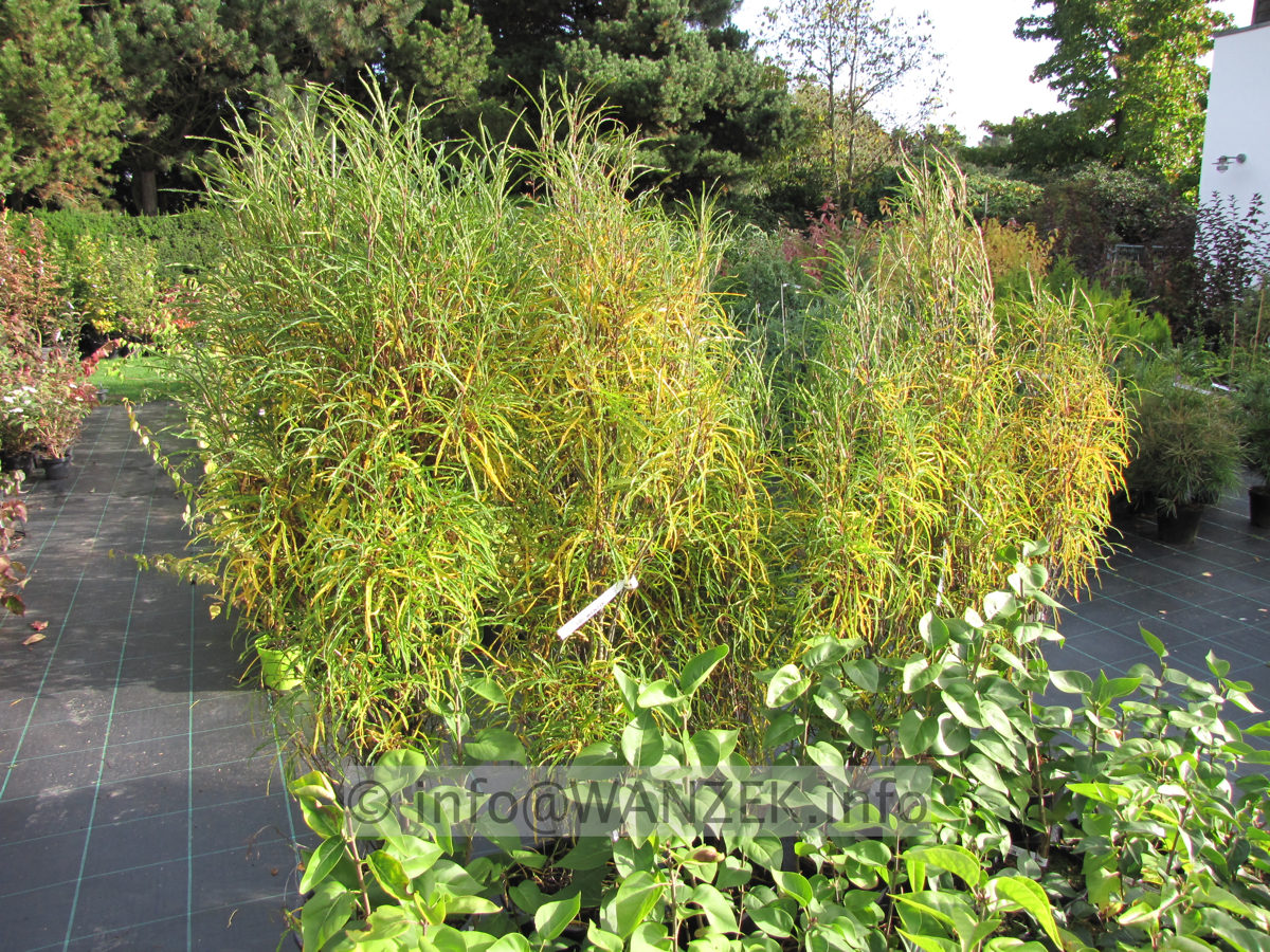 Rhamnus frangula Fine Line 03 beginnende Herbstfaerbung.JPG